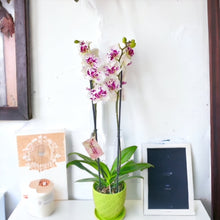 Cargar imagen en el visor de la galería, Orquidea alta dos tallos Blanco Pink con matera plastica decorativa(MP)
