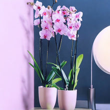 Cargar imagen en el visor de la galería, Orquidea alta dos tallos Rosa Roja con matera plastica decorativa(MP)
