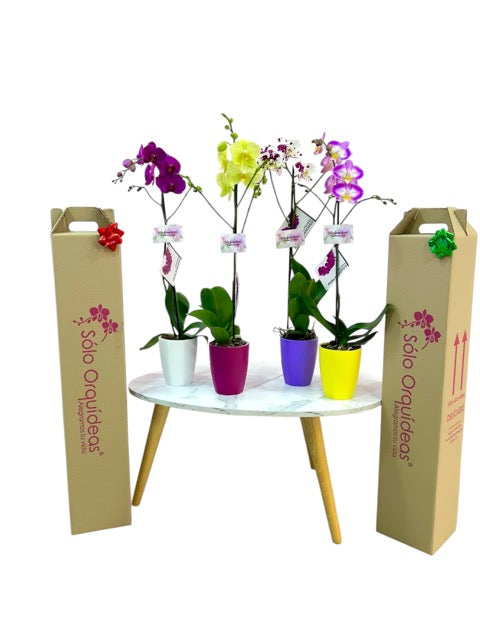 COMBO NAVIDAD 2 ORQUÍDEAS UN TALLO ALTAS CON MATERA PLASTICA DECORATIA (MP)