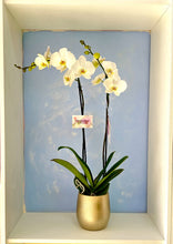 Cargar imagen en el visor de la galería, Orquidea Alta dos tallos Blanca Deluxe con matera ceramica decorativa (MC)
