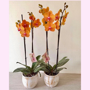 Orquidea Alta dos tallos Naranja con matera ceramica decorativa (MC)