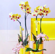 Cargar imagen en el visor de la galería, Orquidea alta dos tallos Amarilla punto rojo con matera plastica decorativa (MP)
