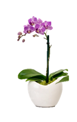 ORQUIDEA 1 TALLO ROSADO MINI (MP)