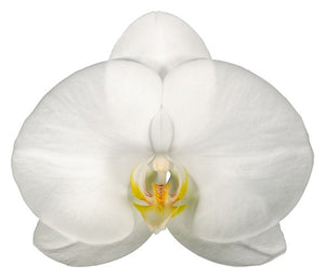 Orquidea Alta dos tallos Blanca Deluxe con matera ceramica decorativa (MC)