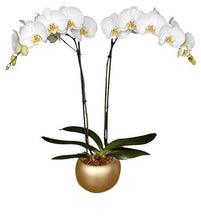 Cargar imagen en el visor de la galería, Orquidea Alta dos tallos Blanca Deluxe con matera ceramica decorativa (MC)
