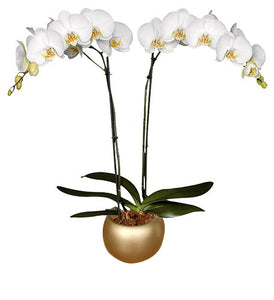 Orquidea Alta dos tallos Blanca Deluxe con matera ceramica decorativa (MC)