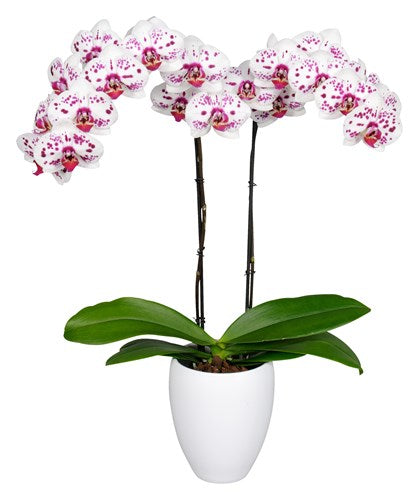 Orquidea alta dos tallos Blanco Pink con matera plastica decorativa(MP)
