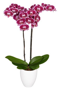 Orquidea Alta dos tallos Rosa Mora con matera ceramica decorativa (MC)