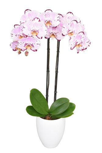 Orquidea Alta dos tallos Multirose con matera ceramica decorativa (MC)