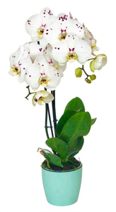 Orquidea alta dos tallos Blanco Print Mora con matera plastica decorativa (MP)